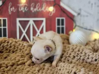 Figgy Pudding, a female Chihuahua and Chipoo for sale in Silver Lake, IN – Photo 5 of 6