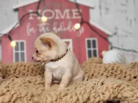 Figgy Pudding, a female Chihuahua and Chipoo for sale in Silver Lake, IN – Photo 6 of 6