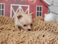 Figgy Pudding, a female Chihuahua and Chipoo for sale in Silver Lake, IN – Photo 4 of 6