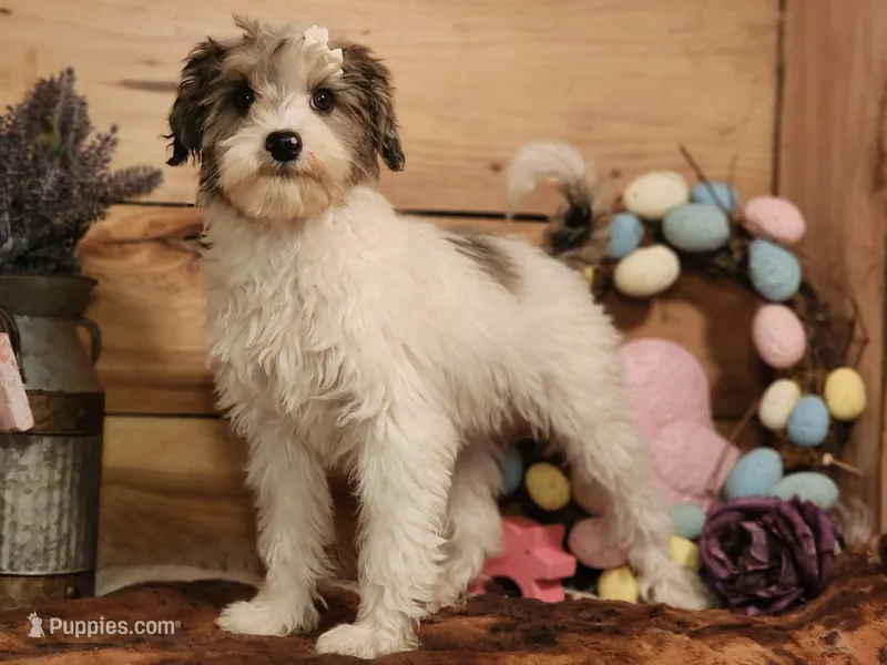 Frankie  – Miniature Bernedoodle puppy for sale in Silver Lake, IN