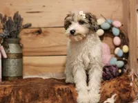 Frankie , a female Miniature Bernedoodle for sale in Silver Lake, IN – Photo 2 of 4