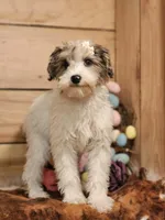 Frankie , a female Miniature Bernedoodle for sale in Silver Lake, IN – Photo 3 of 4