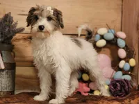 Frankie , a female Miniature Bernedoodle for sale in Silver Lake, IN – Photo 4 of 4