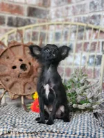 Tiny , a male Chihuahua and Poodle - Toy  for sale in Silver Lake, IN – 3 of 3