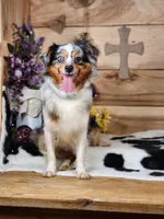 Dale, a male Miniature Australian Shepherd for sale in Silver Lake, IN – 4 of 4