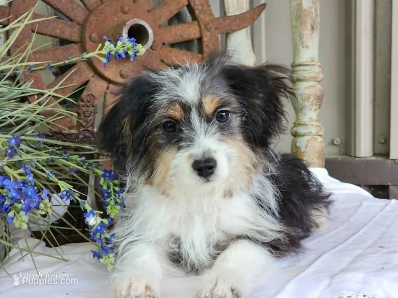 Daisy – Miniature Aussiedoodle puppy for sale in Silver Lake, IN