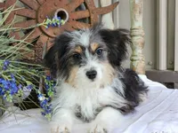 Daisy, a female Miniature Aussiedoodle for sale in Silver Lake, IN – 1 of 6