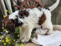 Barnie, a male Miniature Bernedoodle for sale in Silver Lake, IN – 5 of 5