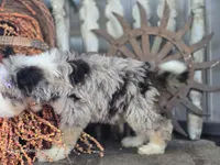 Faith, a female Miniature Bernedoodle for sale in Silver Lake, IN – 8 of 9