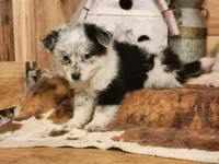 Dalton, a female Australian Cattle Dog and Miniature Australian Shepherd for sale in Silver Lake, IN – Photo 4 of 8