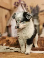Dalton, a female Australian Cattle Dog and Miniature Australian Shepherd for sale in Silver Lake, IN – Photo 5 of 8