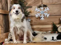 Dalton, a female Australian Cattle Dog and Miniature Australian Shepherd for sale in Silver Lake, IN – Photo 7 of 8