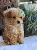 Sandy, a female Poodle - Toy  for sale in Silver Lake, IN – 5 of 6