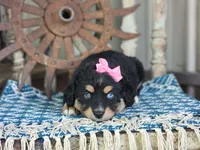 Dolly, a female Miniature Australian Shepherd for sale in Silver Lake, IN – 4 of 7
