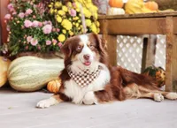 Denim , a female Australian Cattle Dog and Miniature Australian Shepherd for sale in Silver Lake, IN – Photo 5 of 6