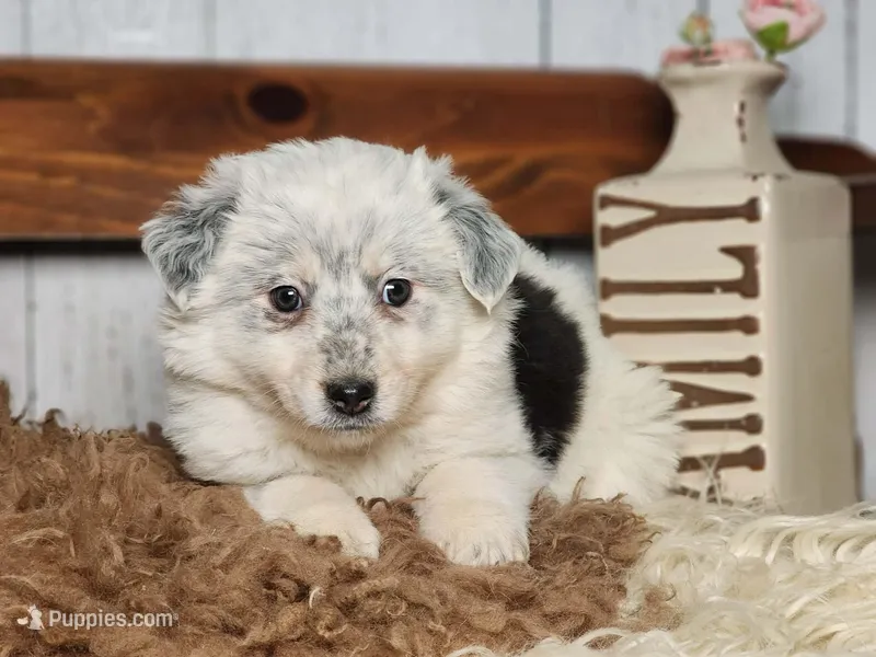 Denim , a female Australian Cattle Dog and Miniature Australian Shepherd for sale in Silver Lake, IN – Photo 1 of 6