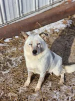 Denim , a female Australian Cattle Dog and Miniature Australian Shepherd for sale in Silver Lake, IN – Photo 6 of 6