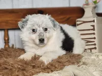 Denim , a female Australian Cattle Dog and Miniature Australian Shepherd for sale in Silver Lake, IN – Photo 2 of 6