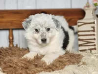 Denim , a female Australian Cattle Dog and Miniature Australian Shepherd for sale in Silver Lake, IN – Photo 4 of 6