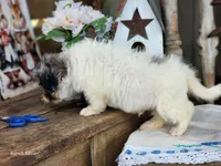 Tuffy, a male French Bulldog and Poodle - Toy  for sale in Silver Lake, IN – 5 of 5