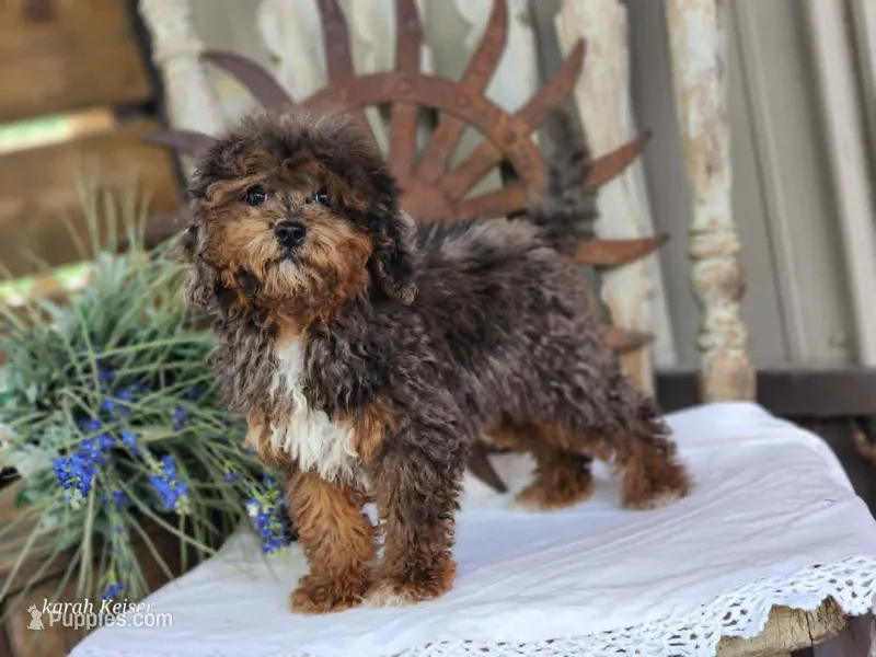 Forrest Frank – Poodle - Toy , Miniature Goldendoodle puppy for sale in Silver Lake, IN