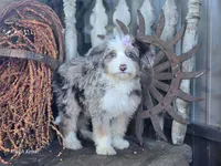 Faith, a female Miniature Bernedoodle for sale in Silver Lake, IN – 5 of 9