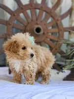 Sandy, a female Poodle - Toy  for sale in Silver Lake, IN – 4 of 6