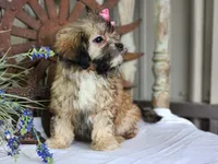 Taffy, a female French Bulldog and Poodle - Toy  for sale in Silver Lake, IN – 4 of 9
