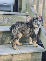 Felicity , a female Miniature Bernedoodle for sale in Silver Lake, IN – 10 of 10
