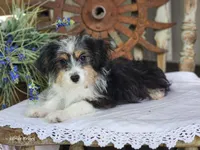 Daisy, a female Miniature Aussiedoodle for sale in Silver Lake, IN – 4 of 6