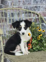 Darling, a female Miniature Australian Shepherd for sale in Silver Lake, IN – 4 of 4