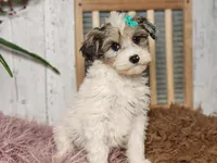 Fifi, a female Miniature Bernedoodle for sale in Silver Lake, IN – Photo 2 of 4
