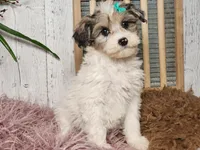 Fifi, a female Miniature Bernedoodle for sale in Silver Lake, IN – Photo 4 of 4