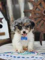Tuffy, a male French Bulldog and Poodle - Toy  for sale in Silver Lake, IN – 1 of 5