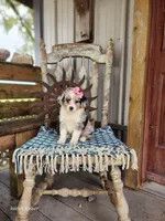 Daisy, a female Miniature Australian Shepherd for sale in Silver Lake, IN – 8 of 10