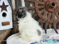 Tuffy, a male French Bulldog and Poodle - Toy  for sale in Silver Lake, IN – 3 of 5