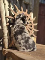 Susie, a female Australian Cattle Dog and Poodle - Miniature  for sale in Silver Lake, IN – 6 of 6