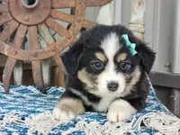 Dahlia, a female Miniature Australian Shepherd for sale in Silver Lake, IN – 5 of 7