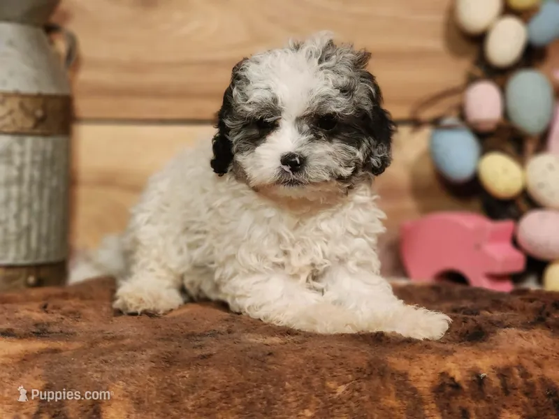Cotton – Cavapoo puppy for sale in Silver Lake, IN