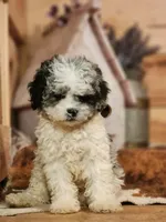 Cotton, a male Cavapoo for sale in Silver Lake, IN – Photo 4 of 4