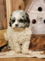 Cotton, a male Cavapoo for sale in Silver Lake, IN – Photo 3 of 4