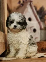 Cotton, a male Cavapoo for sale in Silver Lake, IN – Photo 2 of 4