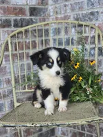 Dale, a male Miniature Australian Shepherd for sale in Silver Lake, IN – 2 of 4