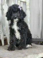 Amy, a female Miniature Bernedoodle for sale in Silver Lake, IN – Photo 7 of 7