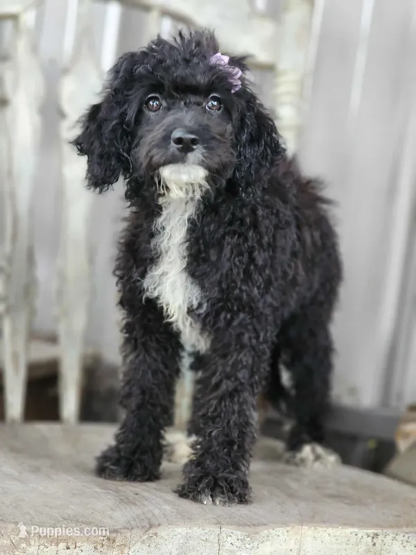 Amy, a female Miniature Bernedoodle for sale in Silver Lake, IN – Photo 1 of 7