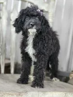Amy, a female Miniature Bernedoodle for sale in Silver Lake, IN – Photo 1 of 7