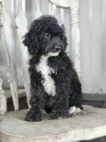 Amy, a female Miniature Bernedoodle for sale in Silver Lake, IN – Photo 6 of 7