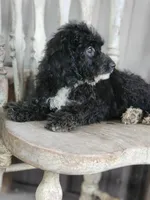 Amy, a female Miniature Bernedoodle for sale in Silver Lake, IN – Photo 3 of 7