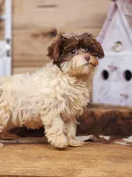 Daisy, a female Yorkipoo for sale in Silver Lake, IN – Photo 2 of 3