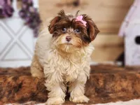 Daisy, a female Yorkipoo for sale in Silver Lake, IN – Photo 3 of 3